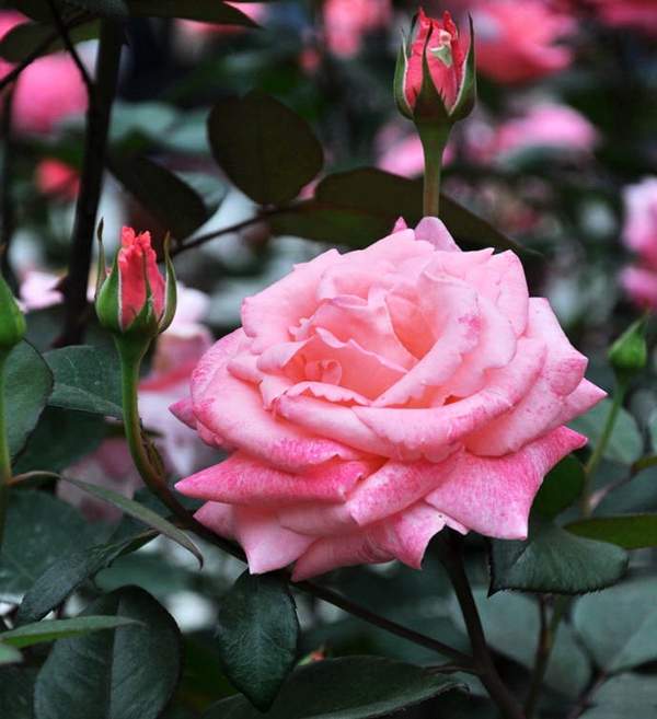 玫瑰多少錢一棵