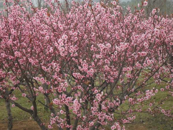 美人梅規格 美人梅規格