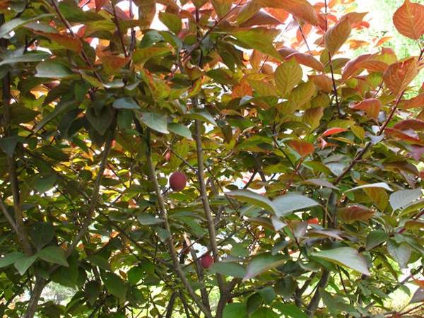 美人梅銷售 美人梅銷售