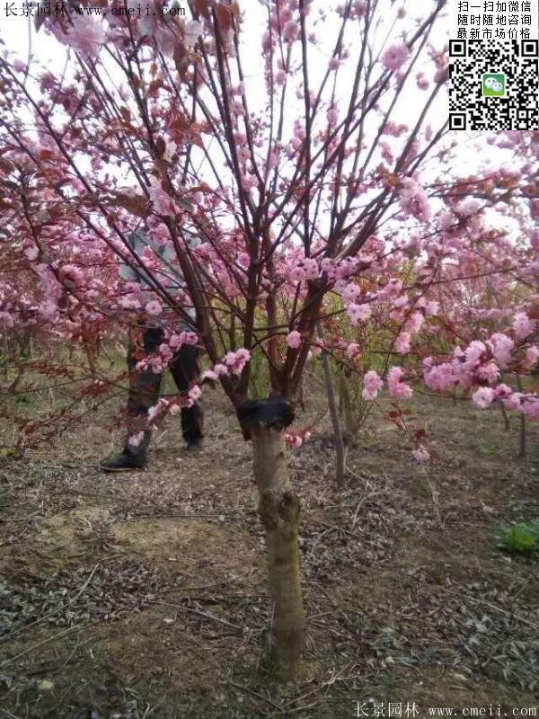 美人梅價(jià)值 美人梅價(jià)值