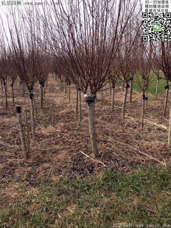 美人梅價(jià)值 美人梅價(jià)值