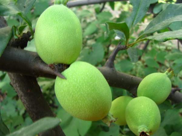 木瓜樹(shù)綠化、經(jīng)濟(jì)價(jià)值