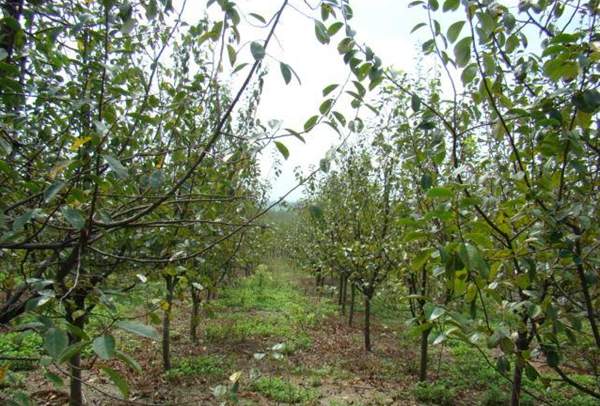木瓜樹(shù)綠化、經(jīng)濟(jì)價(jià)值