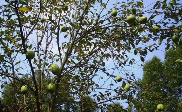 木瓜樹(shù)綠化、經(jīng)濟(jì)價(jià)值