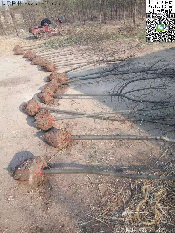 木瓜基地 木瓜基地