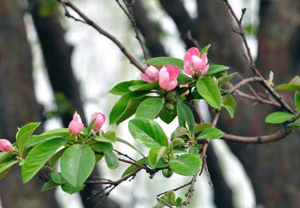 木瓜樹(shù) 木瓜樹(shù)