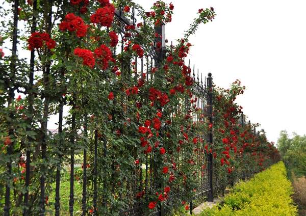 沭陽薔薇花 沭陽薔薇花