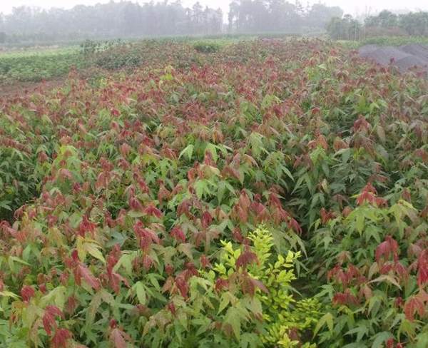 沭陽青楓基地 沭陽青楓基地