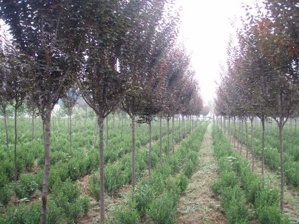 沭陽紫葉李 沭陽紫葉李