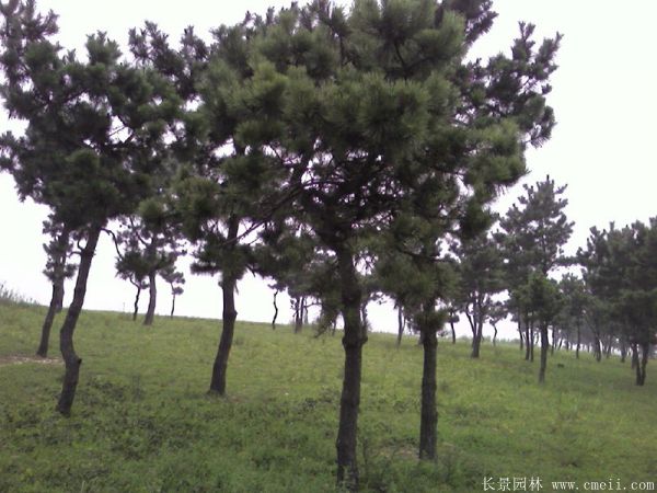 沭陽黑松的價格 沭陽黑松的價格