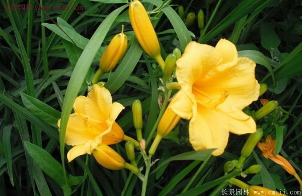 耐熱耐寒，花期超長(zhǎng)的金娃娃萱草