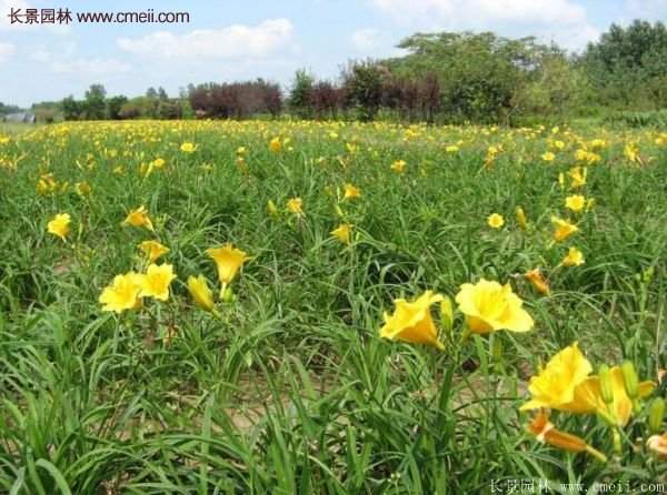 金娃娃萱草多少錢一棵？