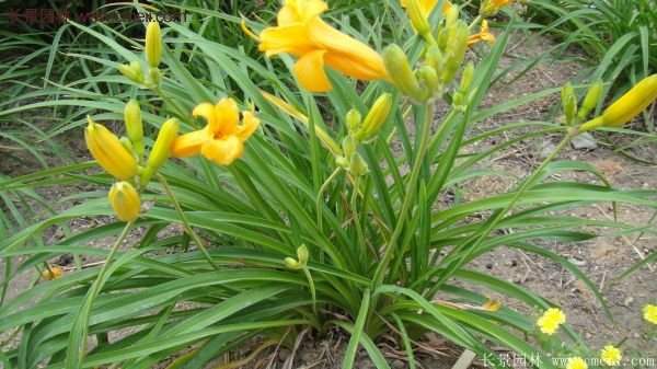 金娃娃萱草多少錢一棵？