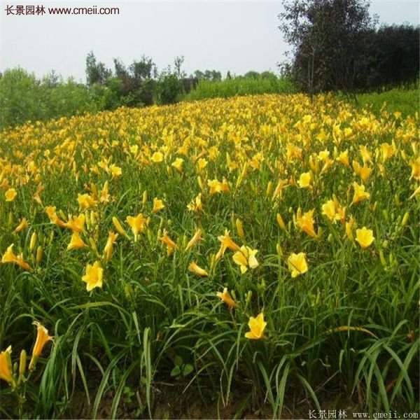 金娃娃萱草多少錢一棵？