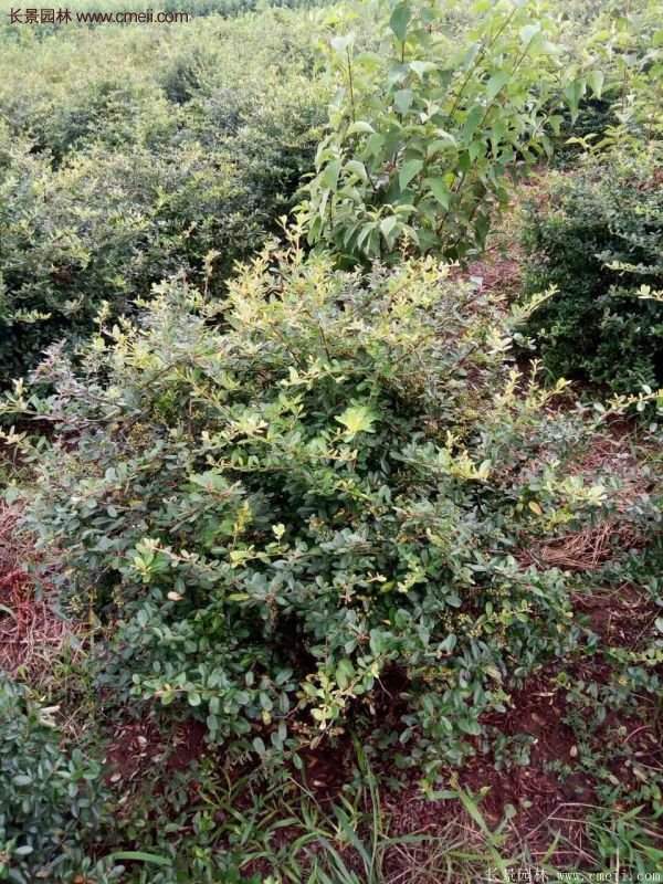 沭陽(yáng)火棘苗、火棘球