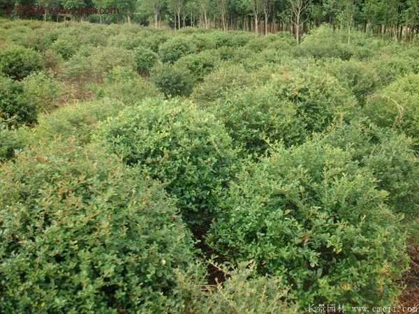 沭陽(yáng)火棘綠化