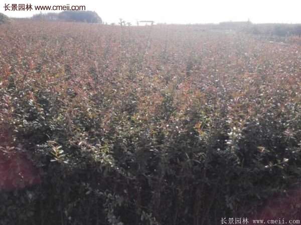 沭陽火棘基地 沭陽火棘基地