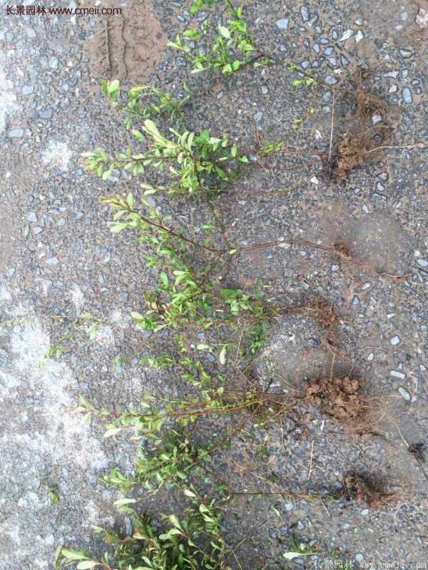 沭陽低價火棘苗