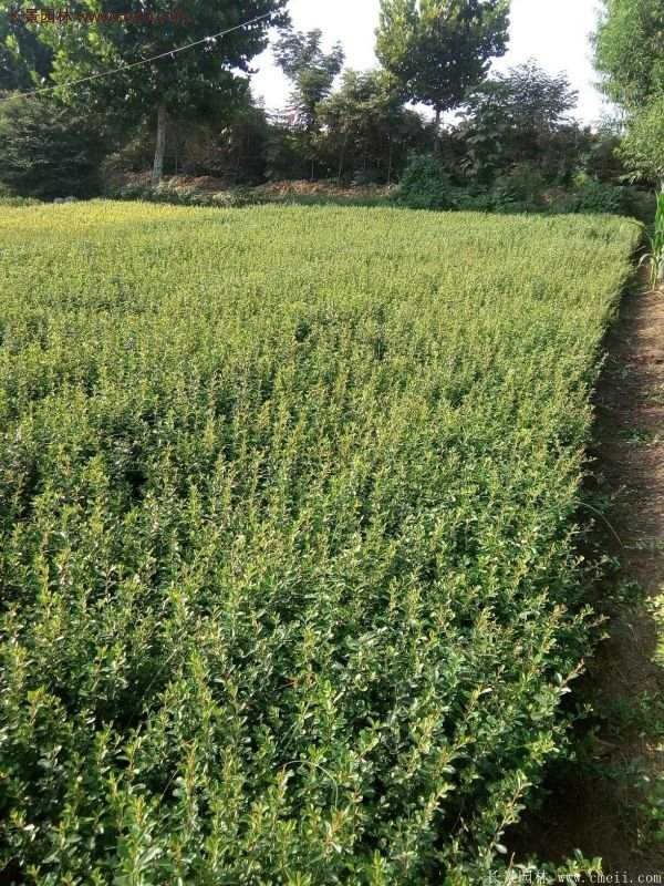 沭陽的火棘 沭陽的火棘