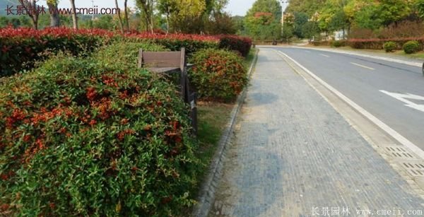 沭陽的火棘 沭陽的火棘