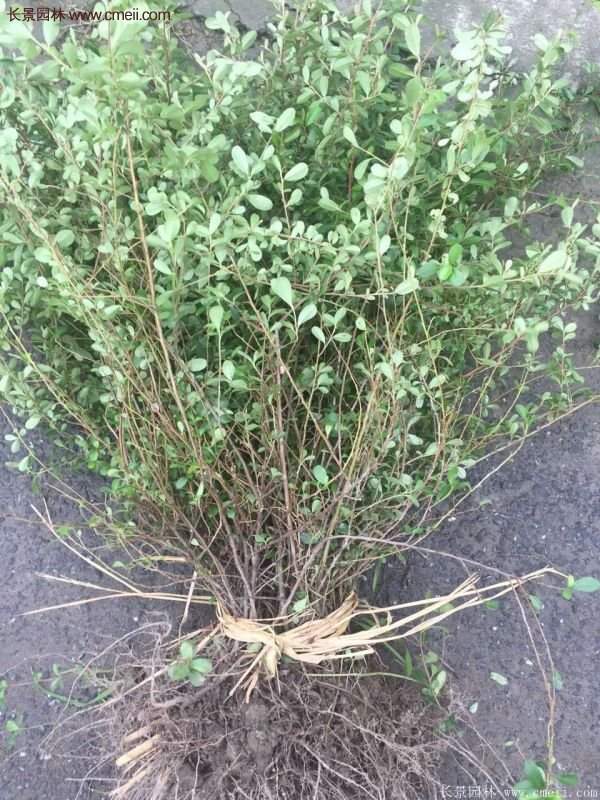 沭陽的火棘 沭陽的火棘