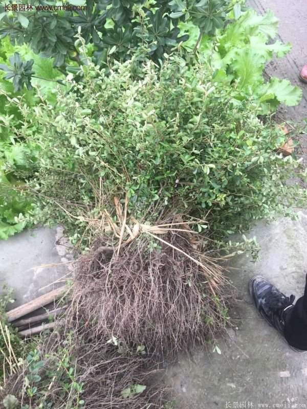 沭陽的火棘 沭陽的火棘