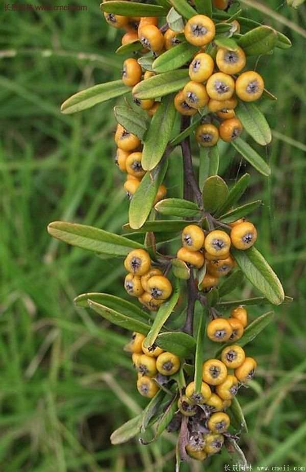 沭陽火棘 沭陽火棘