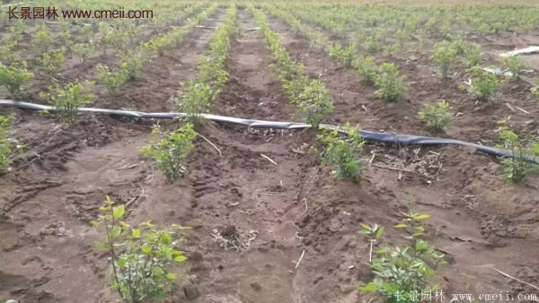 沭陽紅葉衛矛 沭陽紅葉衛矛