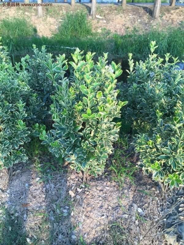 沭陽金邊黃楊規格 沭陽金邊黃楊規格