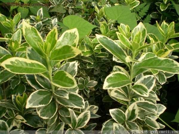 金邊黃楊 金邊黃楊