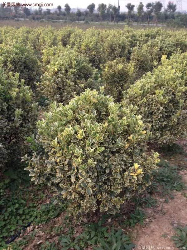 沭陽金邊黃楊價格 沭陽金邊黃楊價格