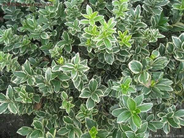 金邊黃楊前景 金邊黃楊前景