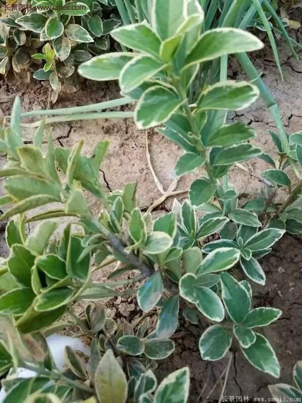 沭陽(yáng)金邊黃楊 沭陽(yáng)金邊黃楊