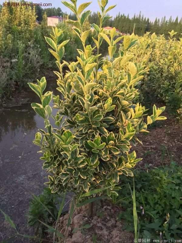 沭陽(yáng)金邊黃楊 沭陽(yáng)金邊黃楊