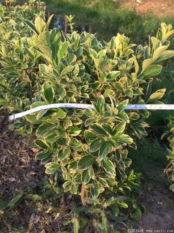 沭陽(yáng)金邊黃楊 沭陽(yáng)金邊黃楊