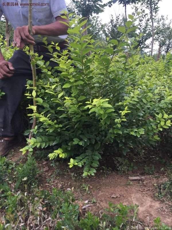 金葉女貞球 金葉女貞球