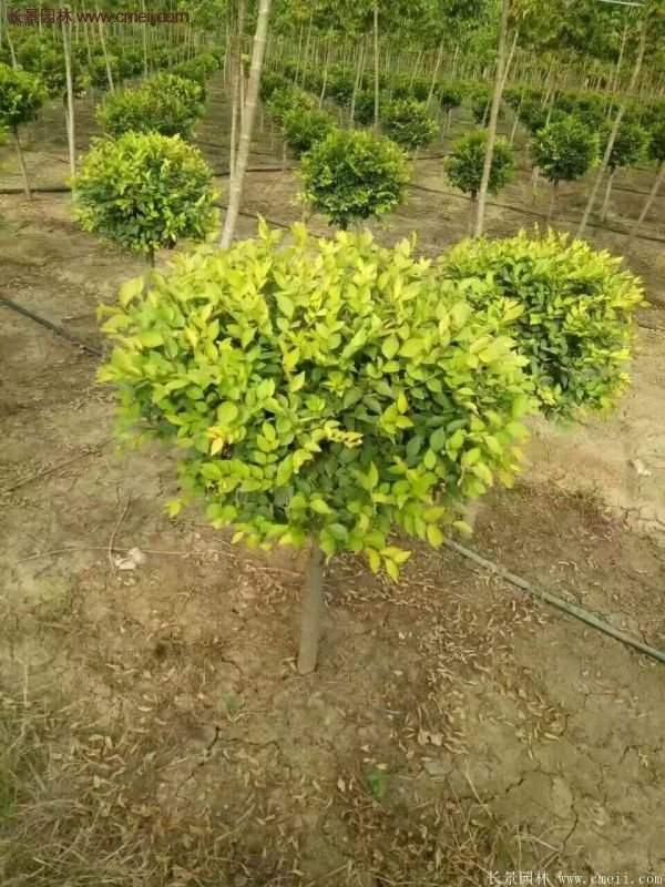 沭陽基地的金葉女貞 沭陽基地的金葉女貞