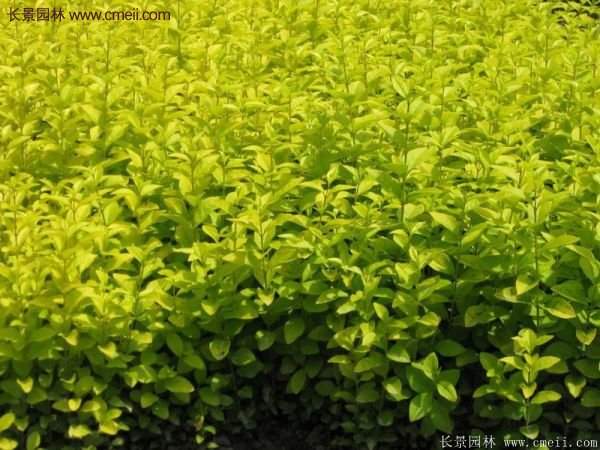 沭陽金葉女貞基地 沭陽金葉女貞基地