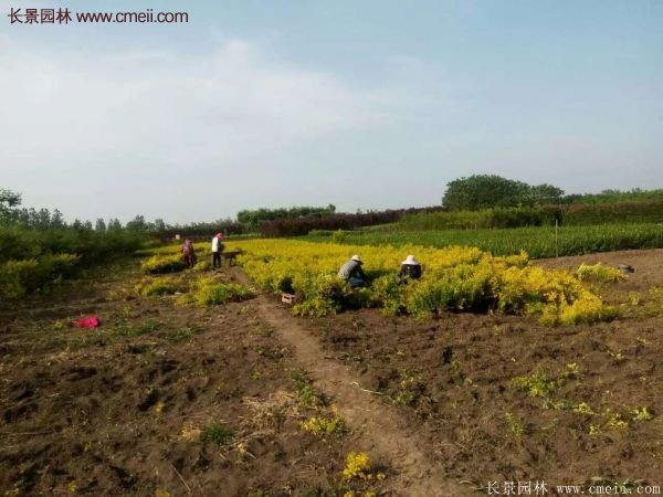 金葉女貞價格 金葉女貞價格