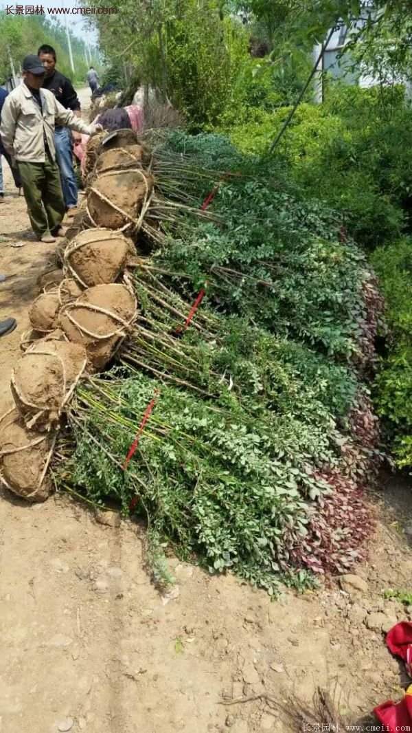 紅葉小檗綠化 紅葉小檗綠化