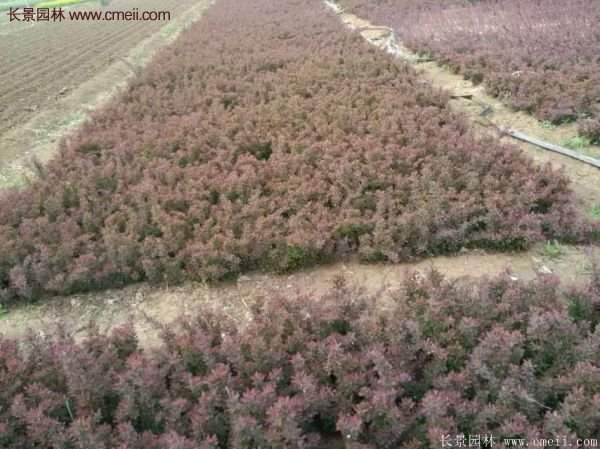 沭陽(yáng)基地的紅葉小檗 沭陽(yáng)基地的紅葉小檗