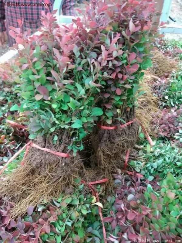 沭陽紅葉小檗基地 沭陽紅葉小檗基地