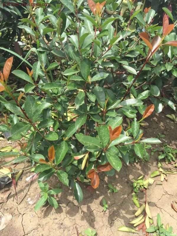 沭陽基地的紅葉石楠苗 沭陽基地的紅葉石楠苗