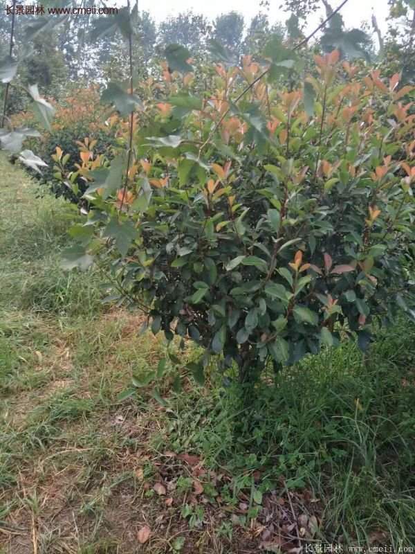 沭陽基地的紅葉石楠 沭陽基地的紅葉石楠