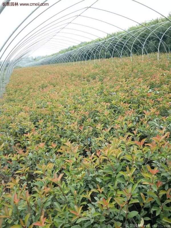 沭陽紅葉石楠基地 沭陽紅葉石楠基地