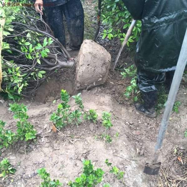 沭陽紅葉石楠基地 沭陽紅葉石楠基地