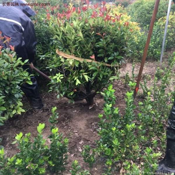 沭陽紅葉石楠基地 沭陽紅葉石楠基地