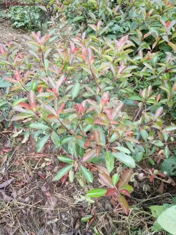 紅葉石楠基地 紅葉石楠基地