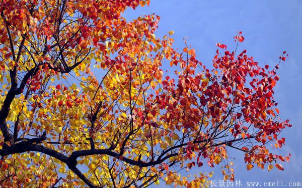 紅烏桕圖片紅烏桕基地實拍 紅烏桕圖片紅烏桕基地實拍