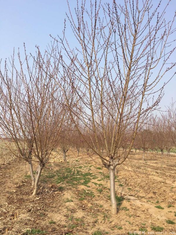 紅葉碧桃圖片紅葉碧桃基地實(shí)拍 紅葉碧桃圖片紅葉碧桃基地實(shí)拍